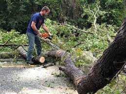 Best Lot and Land Clearing  in Paincourtville, LA