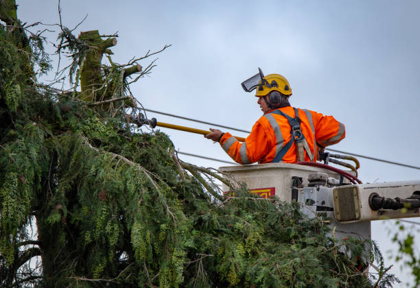 Best Tree and Shrub Care  in Paincourtville, LA