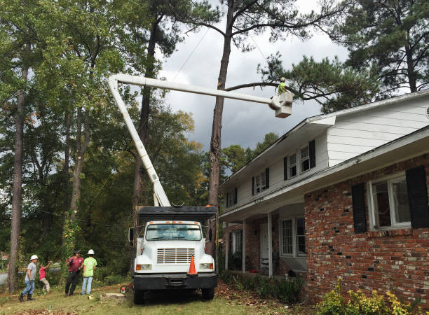 Best Hazardous Tree Removal  in Paincourtville, LA