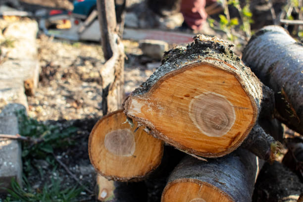 Best Firewood Processing and Delivery  in Paincourtville, LA