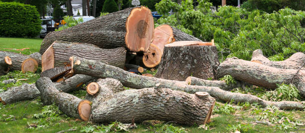 Best Tree Removal  in Paincourtville, LA