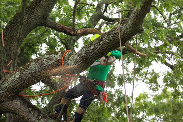 Best Tree Mulching  in Paincourtville, LA