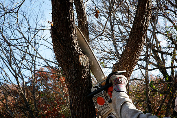 Best Tree Risk Assessment  in Paincourtville, LA