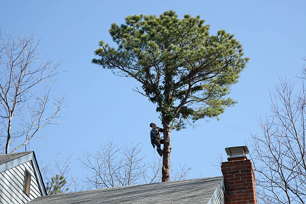 How Our Tree Care Process Works  in  Paincourtville, LA