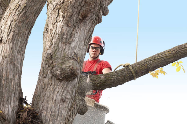 Leaf Removal in Paincourtville, LA